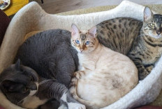 8 Cara Efektif Menghilangkan Bau Kucing dari Rumah