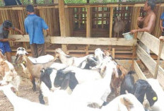 OKU Timur Surplus Hewan Kurban Jelang Iduladha 1446 H