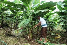 Berdaya dengan Akses Reforma Agraria, Desa Asahduren Lebih Produktif dengan Pisang Cavendish