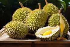 Tips Jitu Memilih Durian Berkualitas untuk Pengalaman yang Maksimal