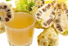 Manfaat Buah Mengkudu untuk Kesehatan