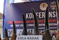 Kejati Kembalikan Berkas Kasus Jual Cula Badak Ilegal Senilai Rp245 Miliar