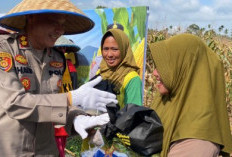 Jaga Ketahanan Pangan, Lakukan Panen Raya Jagung