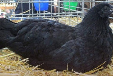 Ternak Ayam Cemani Hasilkan Cuan di Tengah Krisis