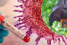 Dinkes OKI Keluarkan Imbauan Waspada Virus Nipah