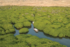 Selain Makkah dan Madinah, Arab Saudi Punya Hutan Mangrove Eksotis di Laut Merah yang Dipenuhi Lumba-Lumba
