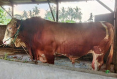 Presiden Prabowo Serahkan Sapi Kurban Seberat Satu Ton untuk Masyarakat OKU Timur