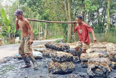 Meski Tak Drastis, Penurunan Harga Karet dan Cuaca Buruk Jadi Kendala Serius