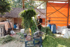 Kisah Pengusaha Pakan Ternak dari Ponorogo Ini Buktikan KUR BRI Bisa Bikin Usaha Berkembang