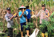 Sukses Panen Jagung 24 Ton 
