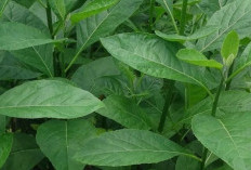 Manfaat Daun Afrika untuk Kolesterol, Gula Darah, hingga Jantung