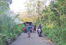 Rumput Liar, Tutupi Badan Jalan