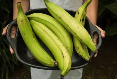 Manfaat Pisang Nangka untuk Kesehatan yang Jarang Diketahui