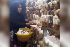 Terapkan Cara Budidaya Jamur Tiram di Pekarangan Rumah Bikin Cuan