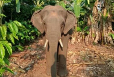 Bupati OKU Selatan Instruksikan BKSDA Tangani Gajah Liar yang Resahkan Warga