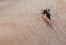 Cara Cerdas Mencegah Sejak Dini Jauhkan Anak dari Malaria