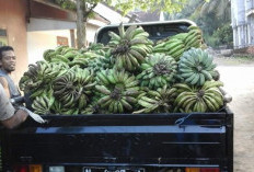 Harga Pisang Naik, Petani Masih Mengeluh