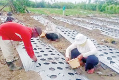 Petani Tak Kapok, Meski Gagal Panen Tetap Pilih Tanam Bawang