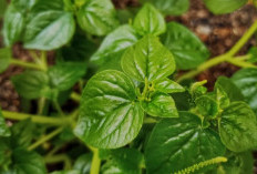 Rahasia Kulit Sehat dan Kenyal dengan Daun Sirih Cina