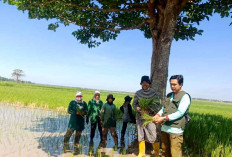 Targetkan Tiga Kali Panen Setahun