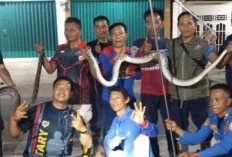 Kandang Ayam Dimasuki Ular Sanca, Damkar OKU Selatan Turun Tangan