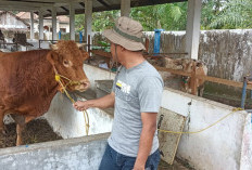 Salurkan 45 Ekor Sapi Kurban untuk Idul Adha