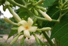 5 Cara Jitu Menghilangkan Pahit dan Getah pada Bunga Pepaya Sebelum Dimasak
