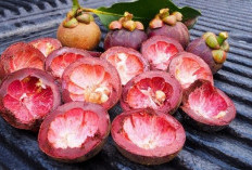 Rahasia Kulit Manggis: Antioksidan Alami dengan Segudang Manfaat Kesehatan