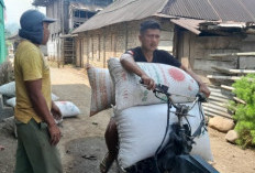 Petani Kopi OKU Selatan Keluhkan Harga Jual yang Terus Merosot