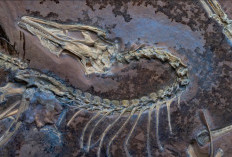 Fosil Archaeopteryx Terlengkap Ungkap Bukti Kuat Burung Pertama Bisa Terbang