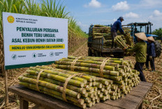 Super Produktif, Tak Hanya Tahan Kekeringan, Benih Tebu Ini Mampu Hasilkan 200 Ton per Hektare