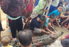 Meresahkan, Buaya Muara Sepanjang 2,36 Meter Ditangkap