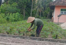 Sulap Lahan Kosong Jadi Kebun Terong, Raup Manfaat Ekonomi