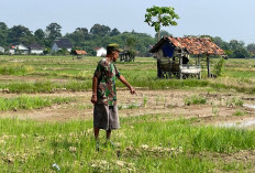 Ratusan Petani di Muara Enim Menjerit Kekeringan