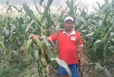 Siap Penuhi Ketersediaan Jagung Saat Malam Tahun Baru