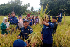 Sawah Panen hingga Februari 2024 Capai 1.551,75 Hektar