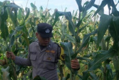 Ajak Warga Sulap Lahan Kosong Jadi Kebun Jagung
