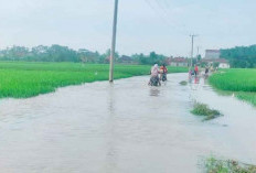 435,5 Hektare Sawah Terendam