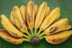 Rahasia Sehat di Balik Pisang Kepok, Nutrisi dan Manfaatnya untuk Tubuh