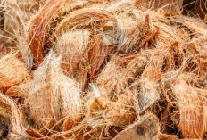 Sabut Kelapa, Limbah yang Ternyata Punya Banyak Manfaat Tak Terduga