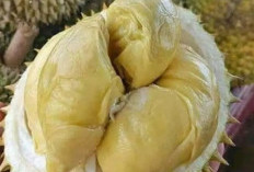 Mitos atau Fakta? Durian Baik untuk Jantung dan Imun Tubuh