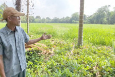Kemarau Picu Biaya Produksi Melonjak, Petani Berharap Sumur Bor dan Jembatan
