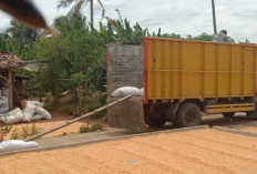 Harga Jagung di OKU Selatan Alami Kenaikan