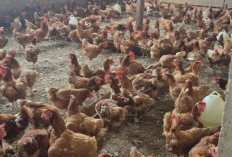 Jelang Lebaran, Harga Ayam Tembus Rp60 Ribu per Ekor