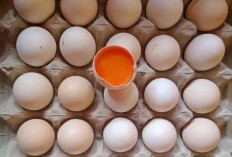 Nutrisi Lengkap Telur Ayam Kampung untuk Kesehatan