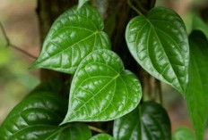 Ragam Manfaat Daun Sirih Untuk Kesehatan