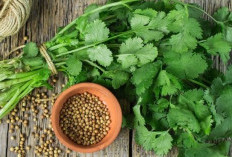 Manfaat Daun Ketumbar, Dari Menurunkan Gula Darah hingga Cegah Infeksi