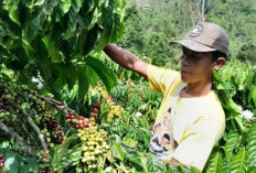 Jelang Musim Panen Harga Kopi Capai Rp62 Ribu Perkilo