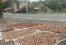 Harga Pinang Naik, Pedagang Kesulitan Dapat Pasokan