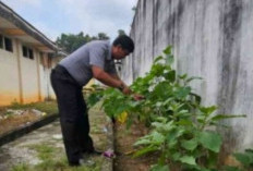 Lakukan Panen Raya Terong Dukung Ketahanan Pangan Nasional